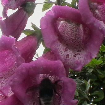 Digitalis purpurea 'CAMELOT Rose'