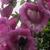 Digitalis purpurea 'CAMELOT Rose'