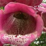 Digitalis purpurea 'CAMELOT Rose' - Vingerhoedskruid