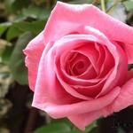 Rosa 'Coral Dawn' - Roos, klimroos