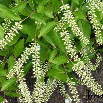 Bloemwilg - Itea virginica 'Henry's Garnet'