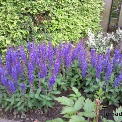 Salie - Salvia nemorosa 'Sensation Deep Blue'