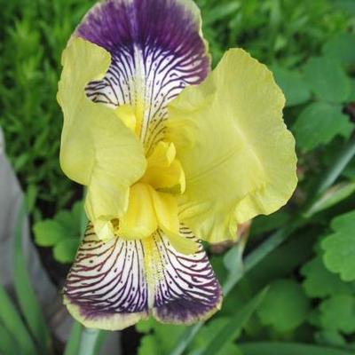 Baardiris, zwaardiris - Iris germanica 'Nibelungen'