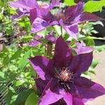 Clematis 'Picardy' - Bosrank