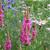 Lythrum salicaria 'Robert'
