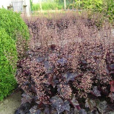 Purperklokje - Heuchera 'Blackout'