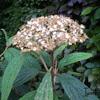 Viburnum - Viburnum rhytidophyllum