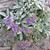 Salvia canescens var. daghestanica