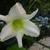 Hemerocallis 'Snowy Apparition'