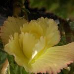 Begonia 'Samba' - Begonia