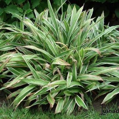 Zegge - Carex siderosticha 'Variegata' 