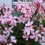 Oleander - Nerium oleander