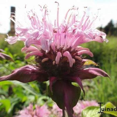 Bergamotplant - Monarda 'Croftway Pink'