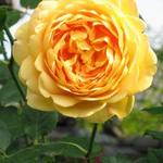 Rosa 'Golden Celebration' - Roos, klimroos