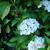 Hydrangea macrophylla 'Schneeball'
