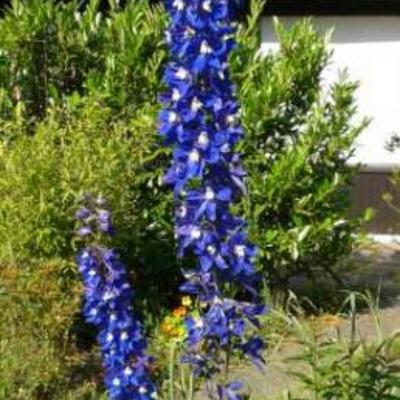 Ridderspoor - Delphinium 'Blue Bird'