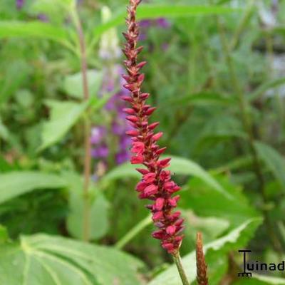 Duizendknoop - Persicaria amplexicaulis 'Blackfield'