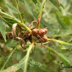 Quercus robur 'Filicifolia'       - Engelse eik