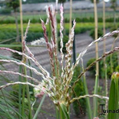 Prachtriet - Miscanthus sinensis 'Kaskade'