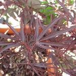 Acer palmatum 'Enkan' - Japanse esdoorn