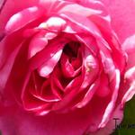 Rosa 'Gertrude Jekyll' - Roos, klimroos