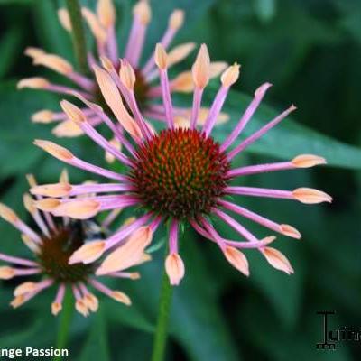 Rode zonnehoed - Echinacea purpurea 'Orange Passion'