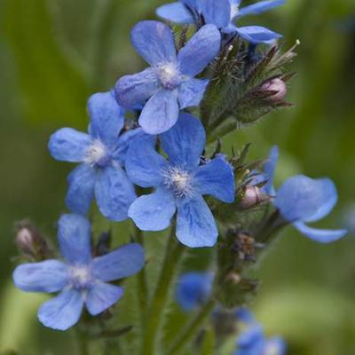 Ossetong - Anchusa azurea 