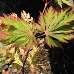 Acer japonicum 'Aconitifolium' - Japanse esdoorn