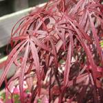 Acer palmatum 'Atrolineare' - Japanse esdoorn