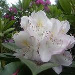 Rhododendron  'Gomer Waterer' - Rododendron