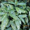 Broodboom - Aucuba japonica 'Crotonifolia'