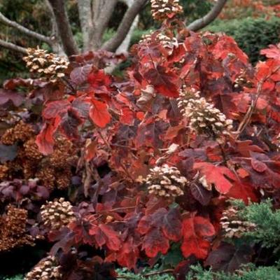 Eikenbladhortensia - Hydrangea quercifolia 'Snowqueen'