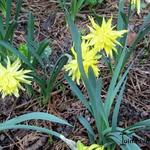 Narcissus 'Rip van Winkle' - Narcis