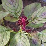 Amaranthus tricolor var. gangeticus  - Kattenstaart / olifantenhoofd / rode klaroen