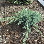 Juniperus squamata 'Blue Carpet' - Jeneverbes