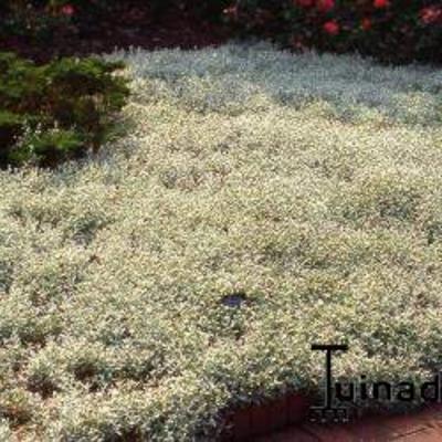 Viltige hoornbloem, muizenoortjes - Cerastium biebersteinii