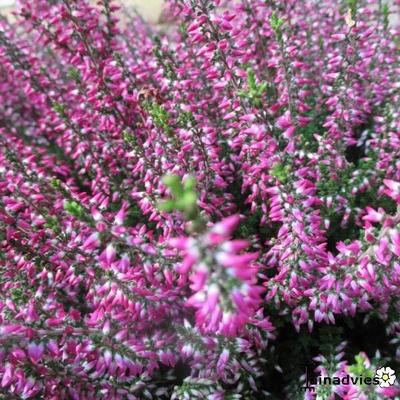 Calluna vulgaris - Dopheide / zomerheide / struikheide / bezemheide