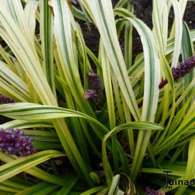 Leliegras - Liriope graminifolia 'Ariaka-janshige'