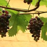 Vitis vinifera 'Frankenthaler' - Druif