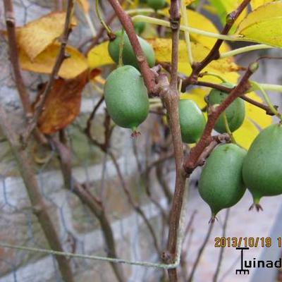 Kiwibes, Mini-kiwi - Actinidia arguta 'Issai'