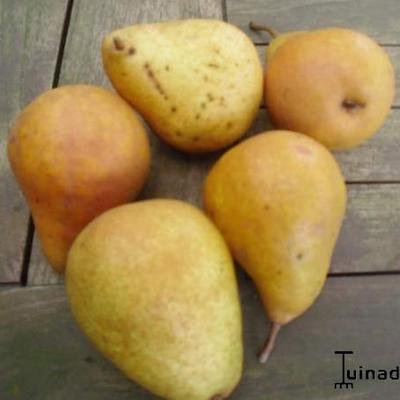 Pereboom - Pyrus communis 'Durondeau'