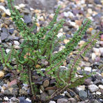 Ulmus parvifolia 'Hokkaido' - Dwergolm