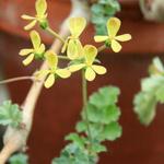 Pelargonium gibbosum - Geranium