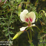 Pelargonium longicaule - Geranium