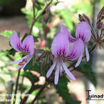 Pelargonium cordifolium - Geranium