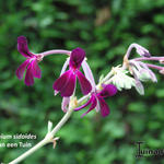 Pelargonium sidoides - Geranium