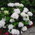 Hydrangea Macrophylla 'ENDLESS SUMMER The Bride'