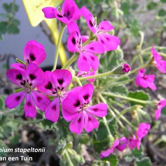 Pelargonium echinatum 'Miss Stapleton'