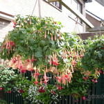 Fuchsia 'Belle de Spa' - Bellenplant