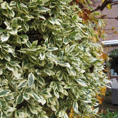 Kardinaalshoed, Kardinaalsmuts - Euonymus fortunei 'Emerald'n Gold'